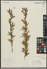 Foto von Salix rorida Laksch.
